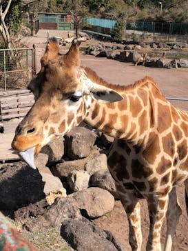 伊豆アニマルキングダムに投稿された画像（2021/2/11）