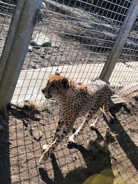 伊豆アニマルキングダムに投稿された画像（2021/2/11）