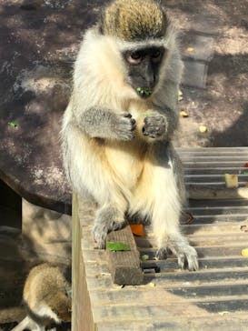 伊豆アニマルキングダムに投稿された画像（2021/2/11）