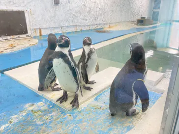 天王寺動物園に投稿された画像（2021/2/11）