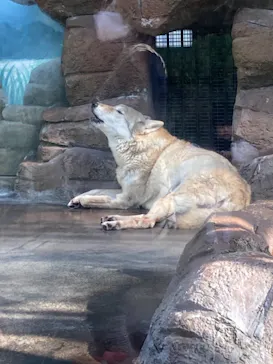 天王寺動物園に投稿された画像（2021/2/11）