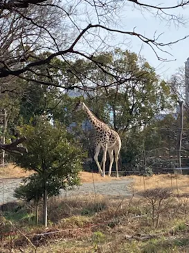 天王寺動物園に投稿された画像（2021/2/11）