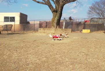 世界の名犬牧場に投稿された画像（2021/2/11）