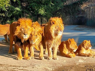 群馬サファリパークに投稿された画像（2021/2/11）