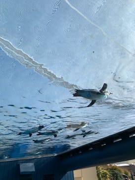 サンシャイン水族館に投稿された画像（2021/2/11）