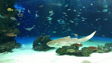 サンシャイン水族館に投稿された画像（2021/2/12）