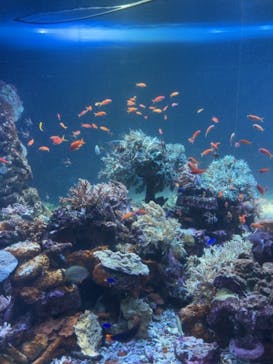 サンシャイン水族館に投稿された画像（2021/2/12）