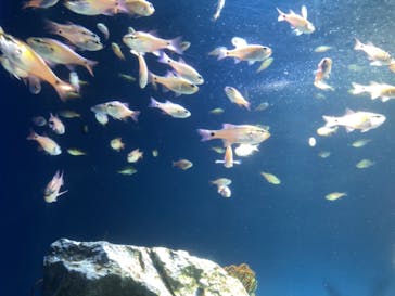 サンシャイン水族館に投稿された画像（2021/2/12）