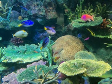 サンシャイン水族館に投稿された画像（2021/2/12）