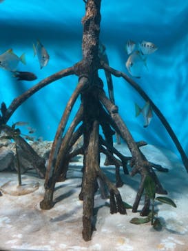 サンシャイン水族館に投稿された画像（2021/2/12）