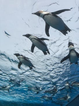 サンシャイン水族館に投稿された画像（2021/2/12）