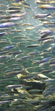 サンシャイン水族館に投稿された画像（2021/2/12）