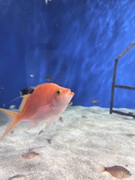 マリンワールド海の中道に投稿された画像（2021/2/12）