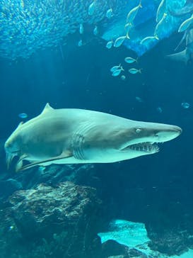 マリンワールド海の中道に投稿された画像（2021/2/12）