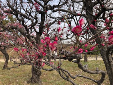 大阪城天守閣に投稿された画像（2021/2/12）
