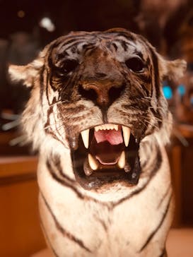 国立科学博物館に投稿された画像（2021/2/12）