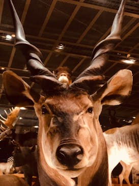 国立科学博物館に投稿された画像（2021/2/12）