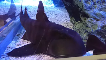 すみだ水族館に投稿された画像（2021/2/12）