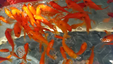 すみだ水族館に投稿された画像（2021/2/12）