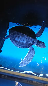 すみだ水族館に投稿された画像（2021/2/12）