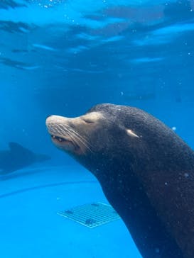 サンシャイン水族館に投稿された画像（2021/2/12）