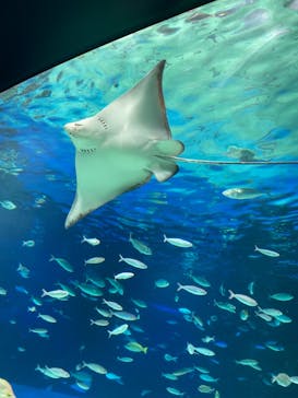 サンシャイン水族館に投稿された画像（2021/2/12）