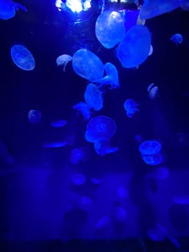 サンシャイン水族館に投稿された画像（2021/2/12）