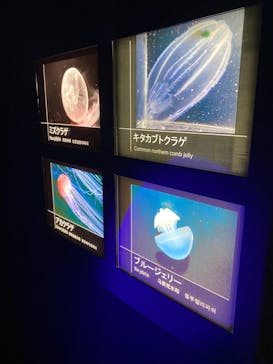 サンシャイン水族館に投稿された画像（2021/2/12）