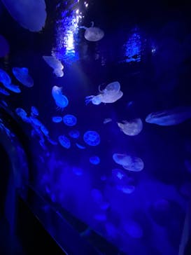 サンシャイン水族館に投稿された画像（2021/2/12）