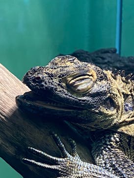 サンシャイン水族館に投稿された画像（2021/2/12）