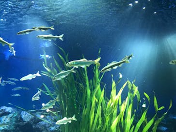 サンシャイン水族館に投稿された画像（2021/2/12）