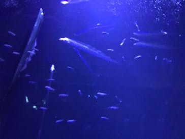 サンシャイン水族館に投稿された画像（2021/2/12）
