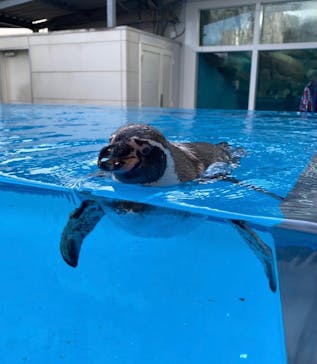 鳥羽水族館に投稿された画像（2021/2/12）