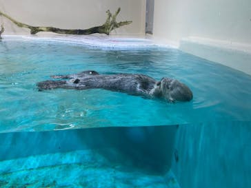 鳥羽水族館に投稿された画像（2021/2/12）