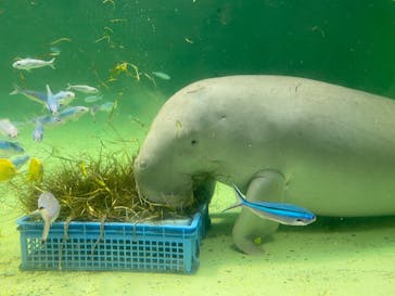 鳥羽水族館に投稿された画像（2021/2/12）