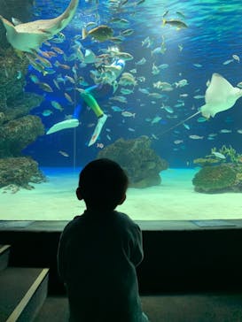 サンシャイン水族館に投稿された画像（2021/2/12）