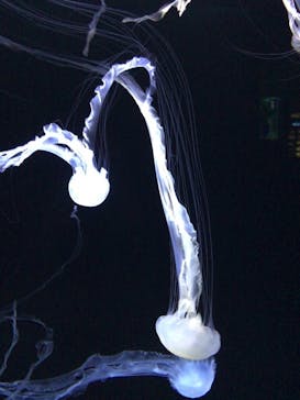 サンシャイン水族館に投稿された画像（2021/2/13）