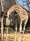 天王寺動物園に投稿された画像（2021/2/13）