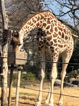 天王寺動物園に投稿された画像（2021/2/13）