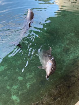 伊豆・三津シーパラダイスに投稿された画像（2021/2/13）