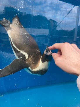 伊豆・三津シーパラダイスに投稿された画像（2021/2/13）