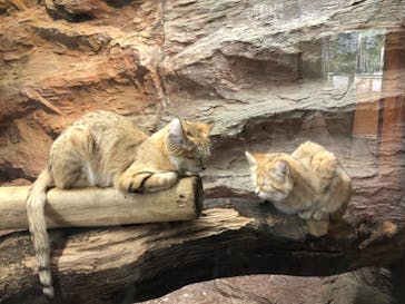 那須どうぶつ王国に投稿された画像（2021/2/13）