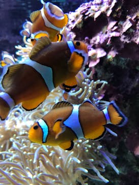 サンシャイン水族館に投稿された画像（2021/2/13）