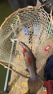 大安トラウトレイクに投稿された画像（2021/2/13）