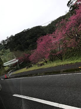 ミッドナイトツアー 奄美に投稿された画像（2021/2/13）