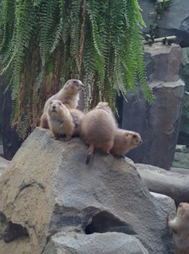 神戸どうぶつ王国に投稿された画像（2021/2/13）