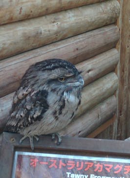 神戸どうぶつ王国に投稿された画像（2021/2/13）