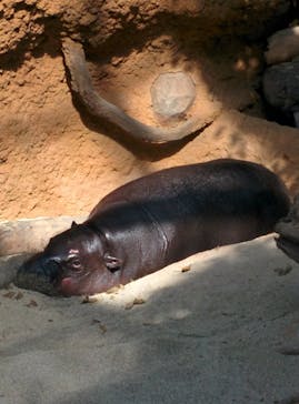 神戸どうぶつ王国に投稿された画像（2021/2/13）