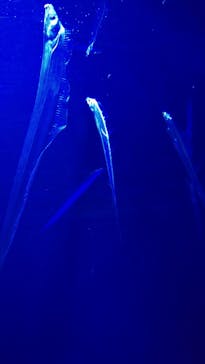 サンシャイン水族館に投稿された画像（2021/2/13）