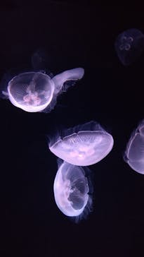 サンシャイン水族館に投稿された画像（2021/2/13）